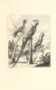 Diverses Oyseaux Dessign&eacute;es et grav&eacute;es d’Apr&egrave;s le naturel. Spectaculaire et tr&egrave;s rare suite d’ornithologie par Nicolas Robert.. ROBERT, Nicolas.