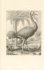 Diverses Oyseaux Dessign&eacute;es et grav&eacute;es d’Apr&egrave;s le naturel. Spectaculaire et tr&egrave;s rare suite d’ornithologie par Nicolas Robert.. ROBERT, Nicolas.