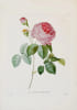 Le Bouquet royal. Œuvre posthume. Magnifique exemplaire de l’&eacute;dition originale du &laquo; Bouquet royal &raquo; de Redout&eacute;.. REDOUTE, Pierre-Joseph