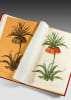 Les Liliac&eacute;es. Edition originale du plus grand et du plus ambitieux ouvrage de Redout&eacute;,  un chef-d’œuvre de l’illustration botanique.. REDOUTE, ...
