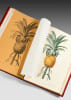 Les Liliac&eacute;es. Edition originale du plus grand et du plus ambitieux ouvrage de Redout&eacute;,  un chef-d’œuvre de l’illustration botanique.. REDOUTE, ...