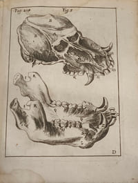Acta medica & philosophica hafniensia. Ann. 1671 & 1672. Cum aeneis figuris.