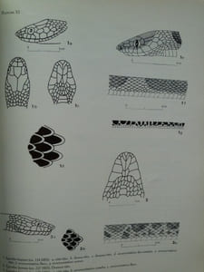 Serpents du Laos