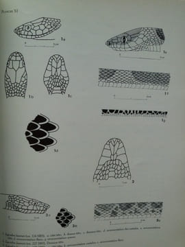 Serpents du Laos. DEUVE (J.)