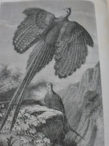 L'Archipel Malaisien, Patrie de l'orang-outan et de l'oiseau de paradis - Récits de voyage et dEtude de l'homme et de la nature.