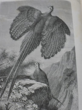 L'Archipel Malaisien, Patrie de l'orang-outan et de l'oiseau de paradis - Récits de voyage et dEtude de l'homme et de la nature.. WALLACE (Alfred ...