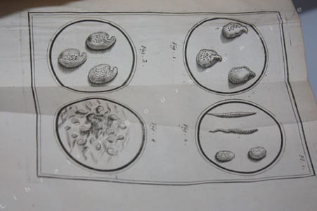 Nouvelles recherches sur les découvertes microscopiques, et la génération des corps organisés. Ouvrage traduit de l'italien de M. l'abbé Spalanzani [...] Avec des notes, des recherches physiques & métaphysiques sur la Nature & la Religion, & une nouvelle théorie de la terre. Par M. de Needham.
