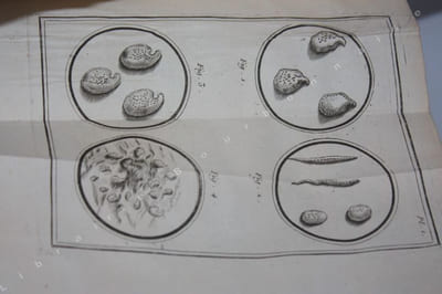 Nouvelles recherches sur les découvertes microscopiques, et la génération des corps organisés. Ouvrage traduit de l'italien de M. l'abbé Spalanzani [...] Avec des notes, des recherches physiques & métaphysiques sur la Nature & la Religion, & une nouvelle théorie de la terre. Par M. de Needham.