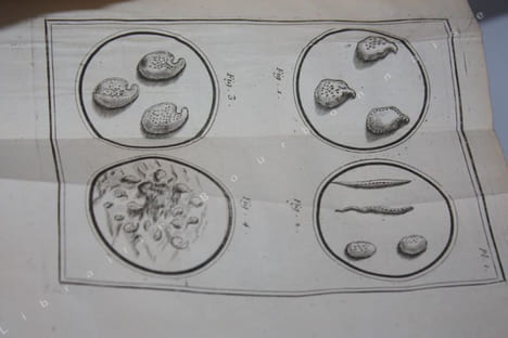 Nouvelles recherches sur les découvertes microscopiques, et la génération des corps organisés. Ouvrage traduit de l'italien de M. l'abbé Spalanzani ...