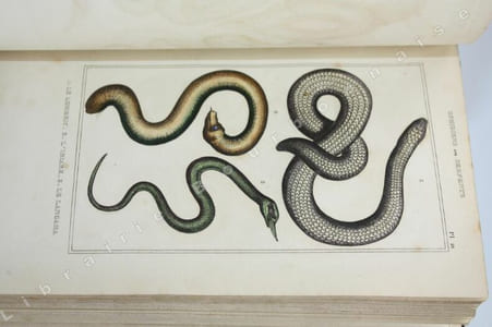 uvres du Comte de Lacépède, comprenant l'histoire naturelle des quadrupèdes ovipares, des serpents, des poissons et des cétacés accompagnées de belles gravures sur acier représentant au moins 500 animaux.