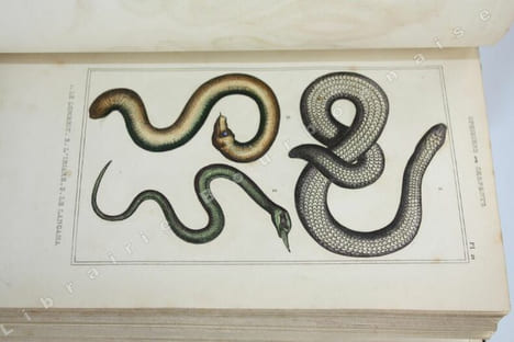 uvres du Comte de Lacépède, comprenant l'histoire naturelle des quadrupèdes ovipares, des serpents, des poissons et des cétacés accompagnées de ...
