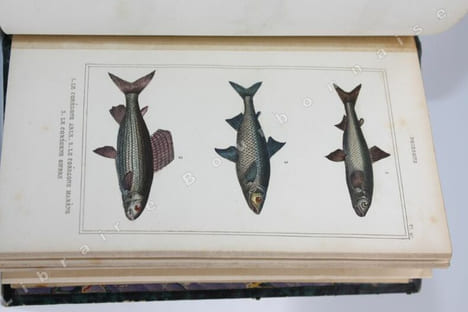 uvres du Comte de Lacépède, comprenant l'histoire naturelle des quadrupèdes ovipares, des serpents, des poissons et des cétacés accompagnées de ...