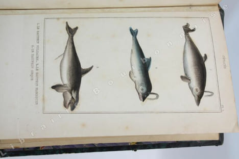 uvres du Comte de Lacépède, comprenant l'histoire naturelle des quadrupèdes ovipares, des serpents, des poissons et des cétacés accompagnées de ...