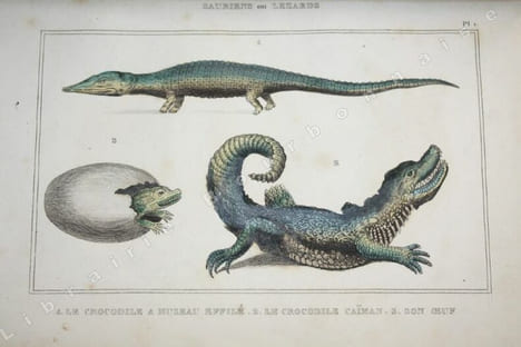 uvres du Comte de Lacépède, comprenant l'histoire naturelle des quadrupèdes ovipares, des serpents, des poissons et des cétacés accompagnées de ...