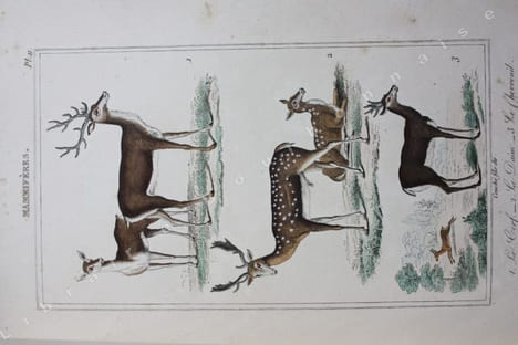 Oeuvres complètes. [Recueil de planches en couleurs pour les mammifères]. . BUFFON. 
