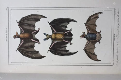 Oeuvres complètes. [Recueil de planches en couleurs pour les mammifères]. . BUFFON. 