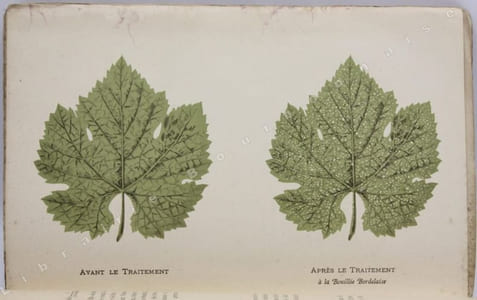 Résumé pratique des traitements du mildiou.