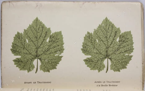  Résumé pratique des traitements du mildiou.  . VERMOREL (Victor).  