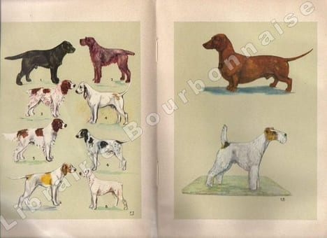Meilleurs chiens de chasse. . SERVIER (Jean).