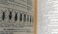 Faune de France - Coléoptères - 1052 figures.