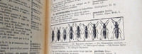 Faune de France - Coléoptères - 1052 figures.