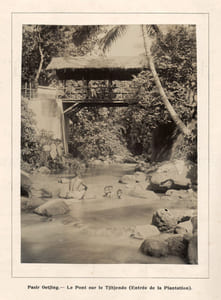 Plantation de Rubber "Pasir Oetjing" (Java). Compte-rendu général de la plantation pour l'exercice 1915. [Pasir Ucing]