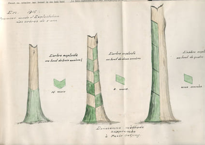 Plantation de Rubber "Pasir Oetjing" (Java). Compte-rendu général de la plantation pour l'exercice 1915. [Pasir Ucing]
