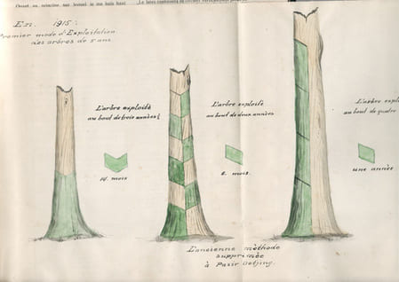 Plantation de Rubber "Pasir Oetjing" (Java). Compte-rendu général de la plantation pour l'exercice 1915. [Pasir Ucing]. d'Anthoine de Brunes, R. ; ...
