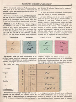 Plantation de Rubber "Pasir Oetjing" (Java). Compte-rendu général de la plantation pour l'exercice 1915. [Pasir Ucing]. d'Anthoine de Brunes, R. ; ...