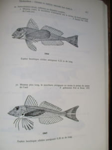 clés de détermination des poissons de mer signalés dans l'atlantique oriental entre le 20eme parallele Nord et le 15eme parallele Sud