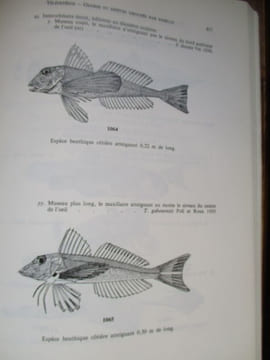 clés de détermination des poissons de mer signalés dans l'atlantique oriental entre le 20eme parallele Nord et le 15eme parallele Sud. blache ( j ) ...