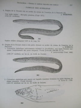 clés de détermination des poissons de mer signalés dans l'atlantique oriental entre le 20eme parallele Nord et le 15eme parallele Sud. blache ( j ) ...