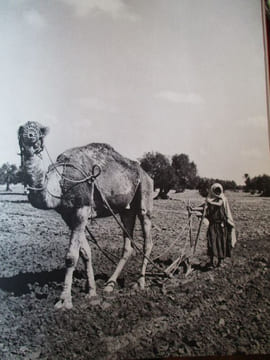 tunisie. hoppenot (helene)