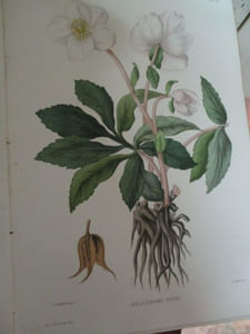 Nouvelle iconographie fourragère histoire botanique, économique et agricole des plantes fourragères et des plantes nuisibles qui se rencontrent dans les prairies et les paturages avec planches gravées sur cuivre et coloriées