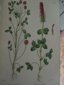 Nouvelle iconographie fourragère histoire botanique, économique et agricole des plantes fourragères et des plantes nuisibles qui se rencontrent dans les prairies et les paturages avec planches gravées sur cuivre et coloriées