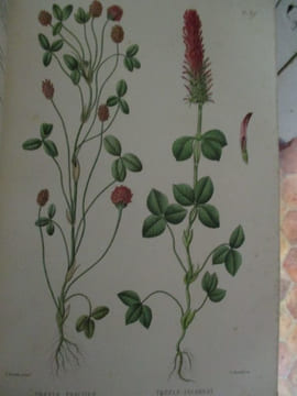 Nouvelle iconographie fourragère histoire botanique, économique et agricole des plantes fourragères et des plantes nuisibles qui se rencontrent dans ...