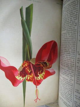L'école du jardinier amateur fleuriste et potager notions élémentaires de botanique du sol et de ses ameliorations multiplication des plantes ...