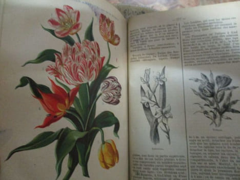 L'école du jardinier amateur fleuriste et potager notions élémentaires de botanique du sol et de ses ameliorations multiplication des plantes ...