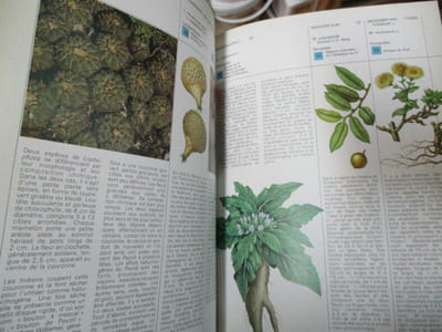 Les plantes hallucinogènes - botanique et ethnologie
