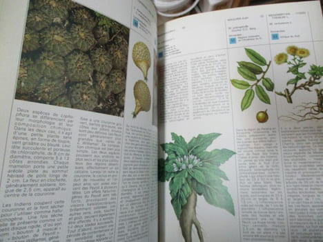 Les plantes hallucinogènes - botanique et ethnologie. Evans Schultes (Richard) Hofmann (Albert)
