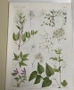 Flore Complète illustrée en couleurs de France Suisse et Belgique [Comprenant la plupart des plantes d'Europe]. Tome 1-12. Planches 1-721 + Table ...