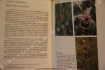 Captivantes orchidées. JEANBOURQUIN, Georges (Abbé)