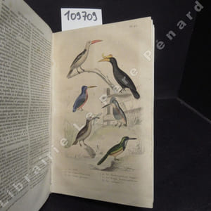 Oeuvres complètes de Buffon avec les suppléments. Tome neuvième : Oiseaux III