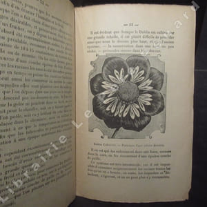 Horticulture pratique. Les dahlias. Propagation, culture, conservation, etc. Ouvrage pratique illustré de nombreuses gravures inédites de l'auteur