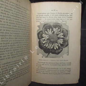 Horticulture pratique. Les dahlias. Propagation, culture, conservation, etc. Ouvrage pratique illustré de nombreuses gravures inédites de l'auteur. DE ...