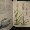 Les orchidées sauvages de France et d'Europe (2 volumes). LANDWEHR, Jacobus