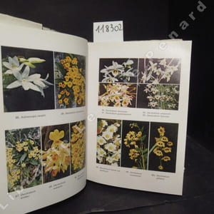 Indian Orchids : guide to identification & culture. Volume II.
