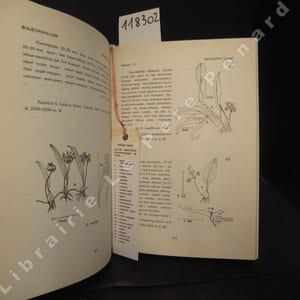 Indian Orchids : guide to identification & culture. Volume II.