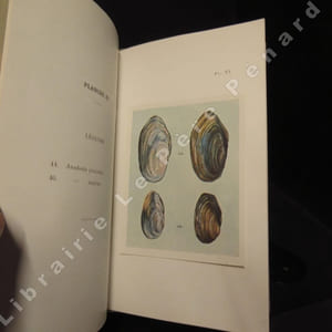 Les mollusques d'eau douce.