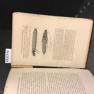 Métamorphoses, moeurs et instincts des insectes. (Insectes, myriapodes, arachnides, crustacés)